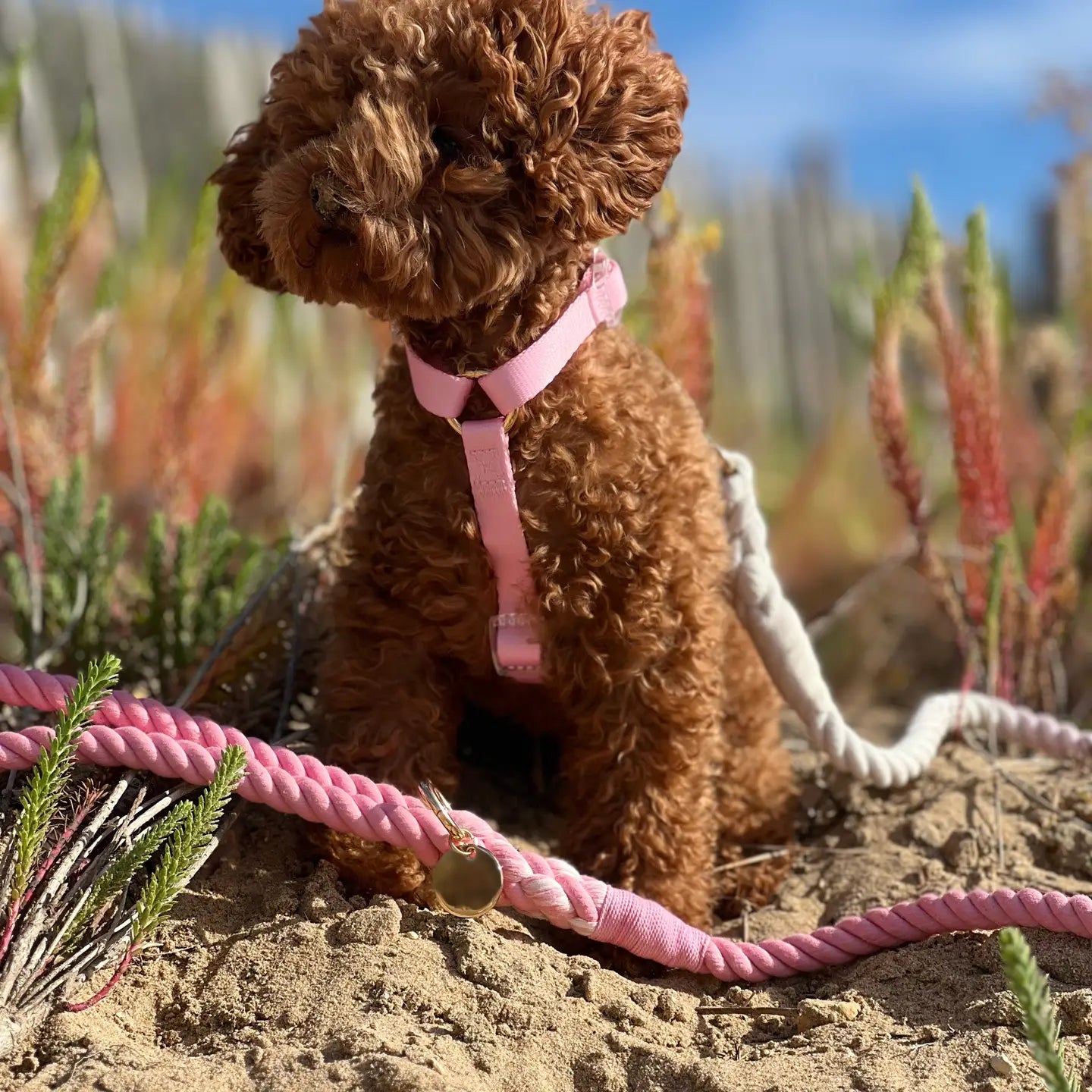 Hundegeschirr- Duo Color Flirt