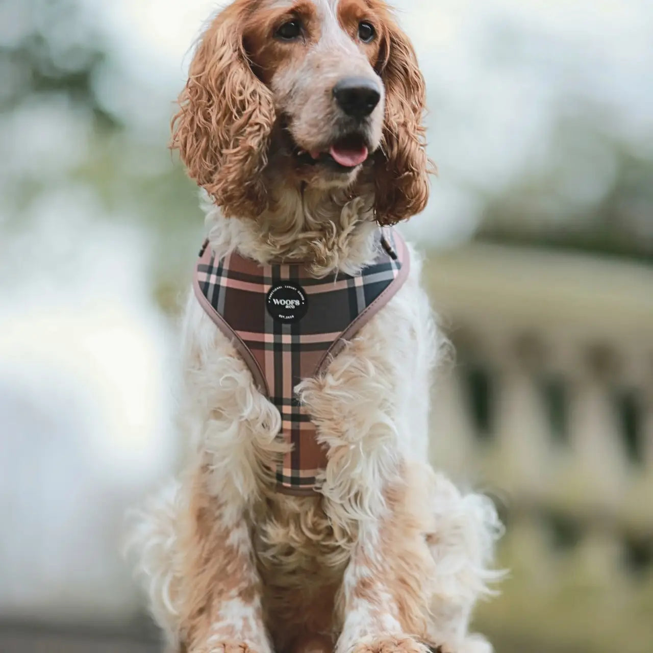 Hundegeschirr-Tartan Tan Beige