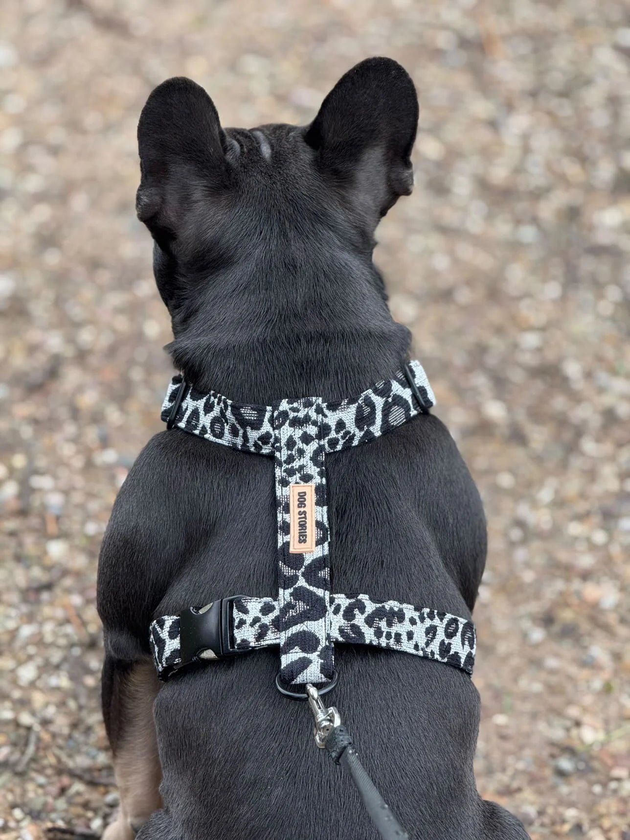 Geschirr – Black Panther