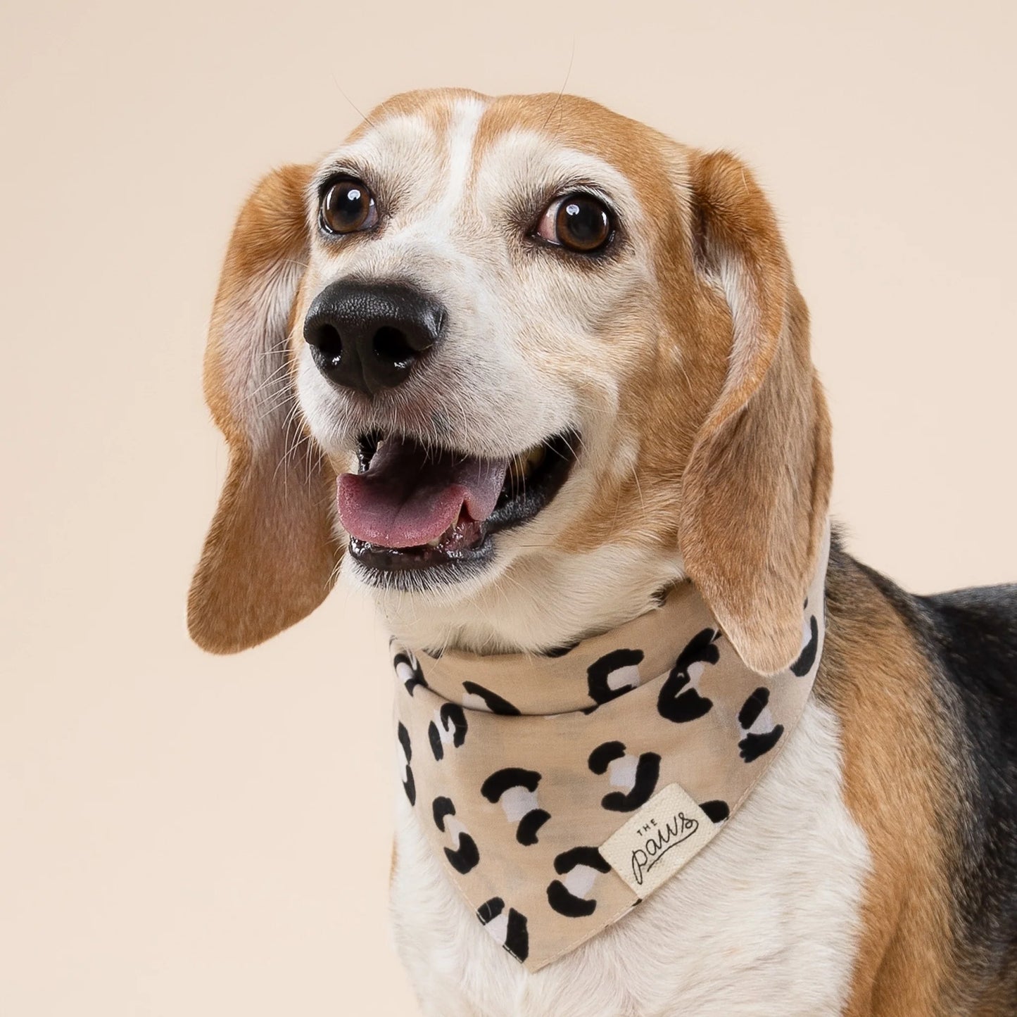 Urban Dog Bandana - the paws