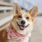 Miss Muffy Dog Bandana