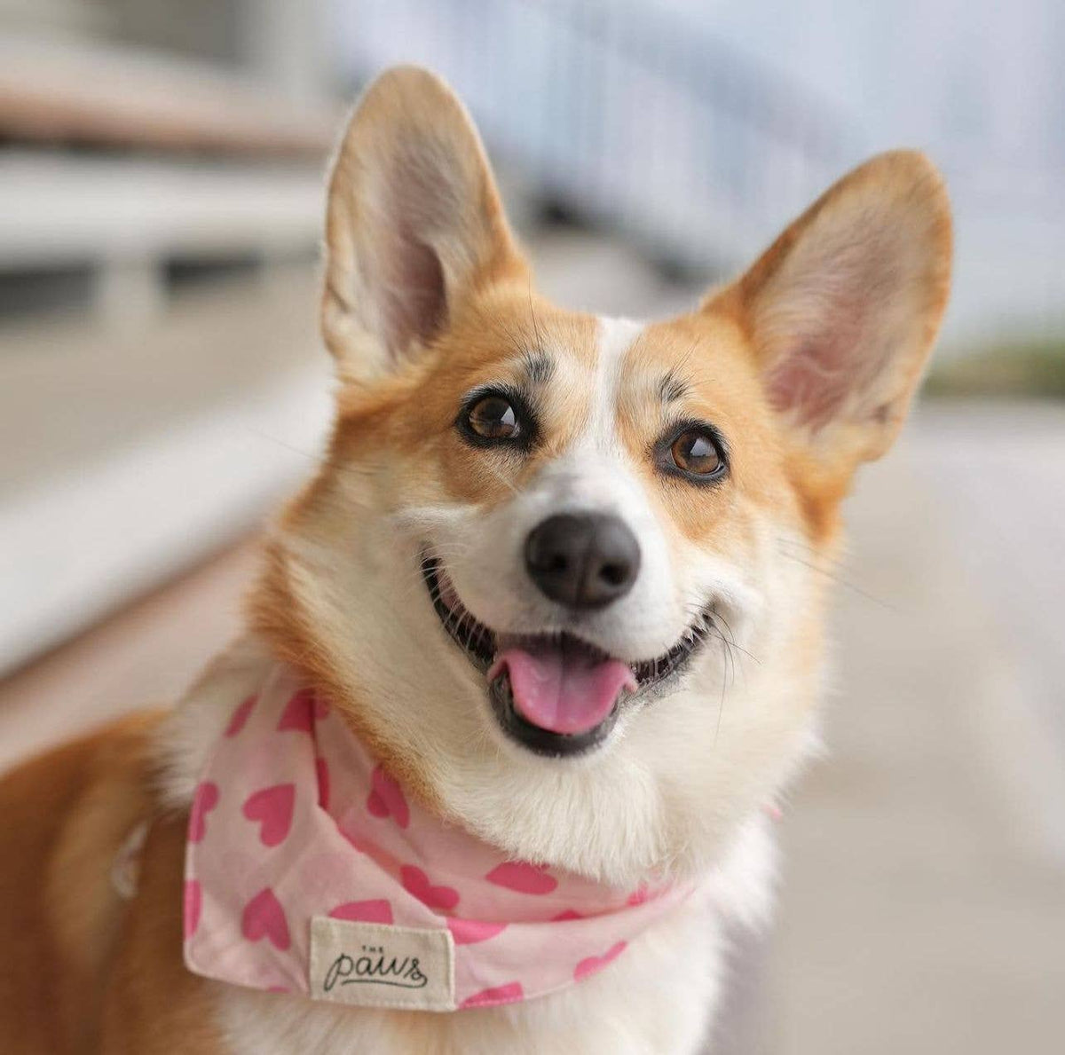 Miss Muffy Dog Bandana