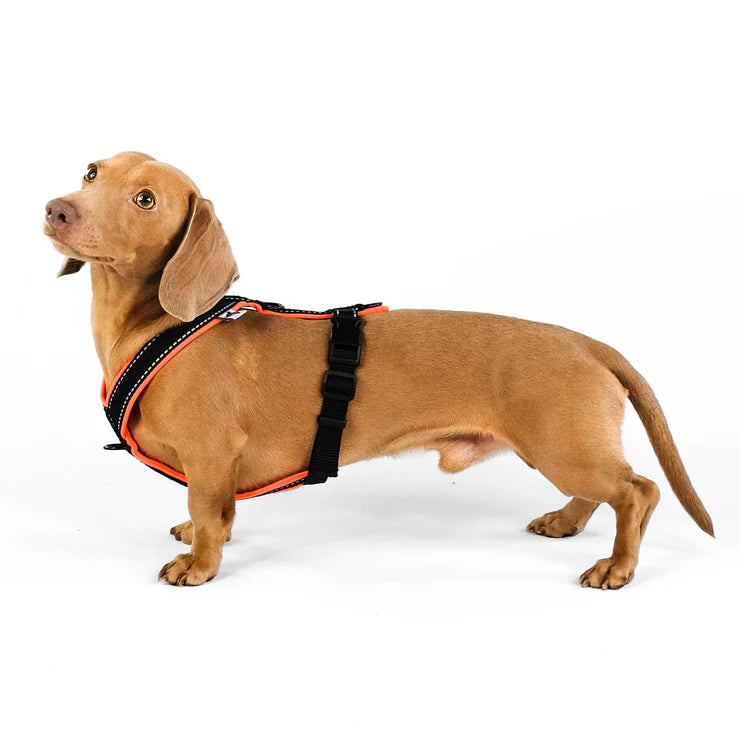 SOFTSHELL HUNDEGESCHIRR für Dackel