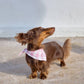 Pink Vichy Design Dog Bandana, Cream