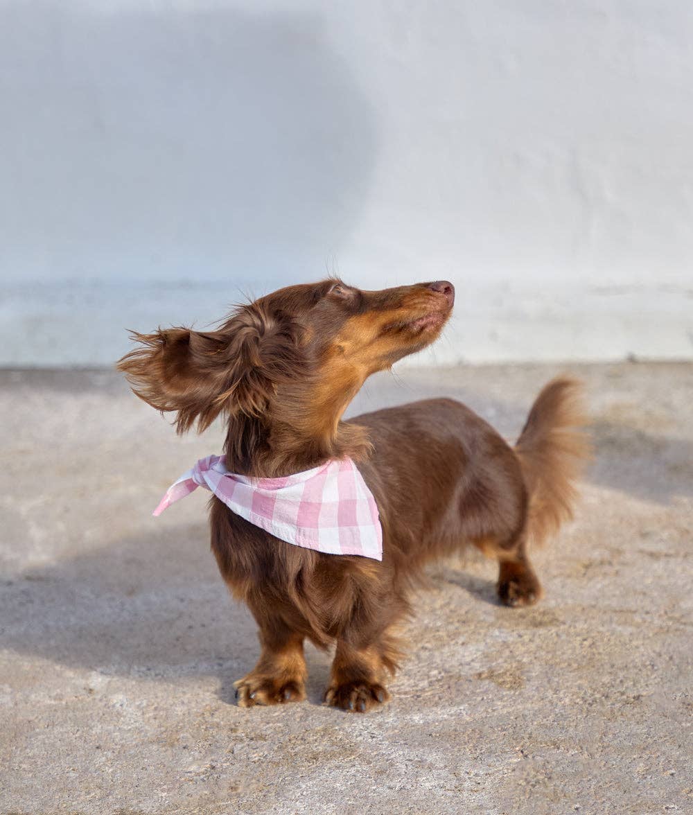 Pink Vichy Design Dog Bandana, Cream