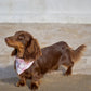 Pink Vichy Design Dog Bandana, Cream