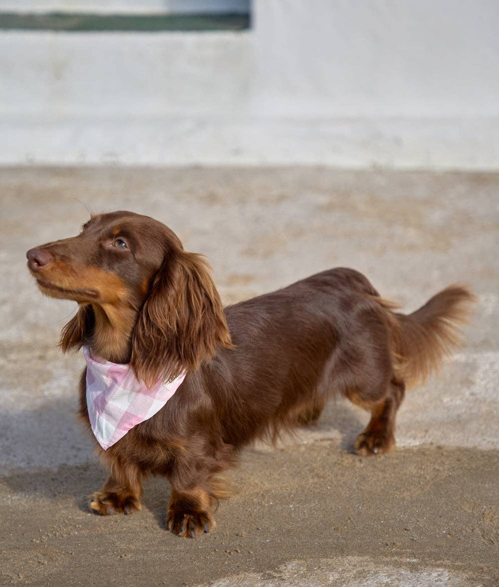 Pink Vichy Design Dog Bandana, Cream