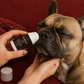 Natural Paw & Nose Balm Stick for Dogs – Moisturizing & Protective Care | 30 ml