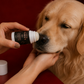 Natural Paw & Nose Balm Stick for Dogs – Moisturizing & Protective Care | 30 ml