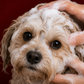 Extra Sensitive Puppy Shampoo - Gentle & Mild Coat Care | 50 ml