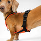 SOFTSHELL HUNDEGESCHIRR für Dackel