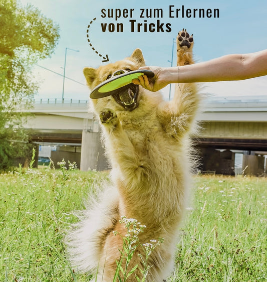 ne&no® Hunde-Frisbee - Schwimmfähig - Weite Flugbahn - Neon