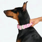 Comfort & Control Halsband pink – Sparkpaws