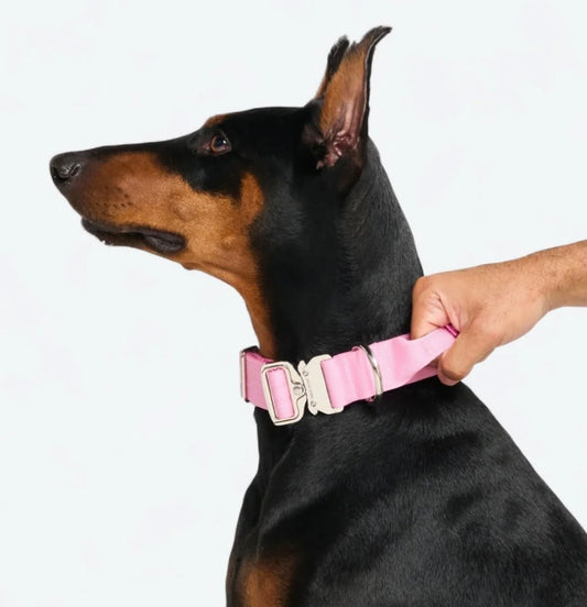 Comfort & Control Halsband pink – Sparkpaws