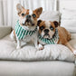 Crew Dog Bandana - the paws