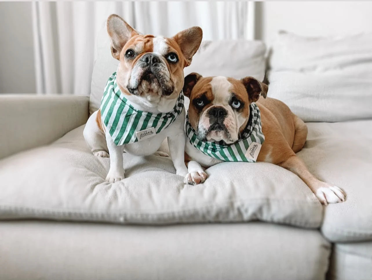 Crew Dog Bandana - the paws