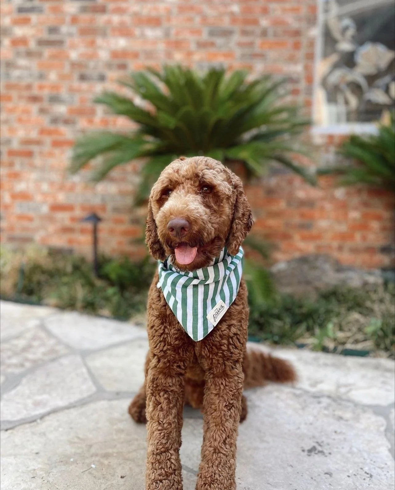 Crew Dog Bandana - the paws