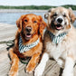 Crew Dog Bandana - the paws