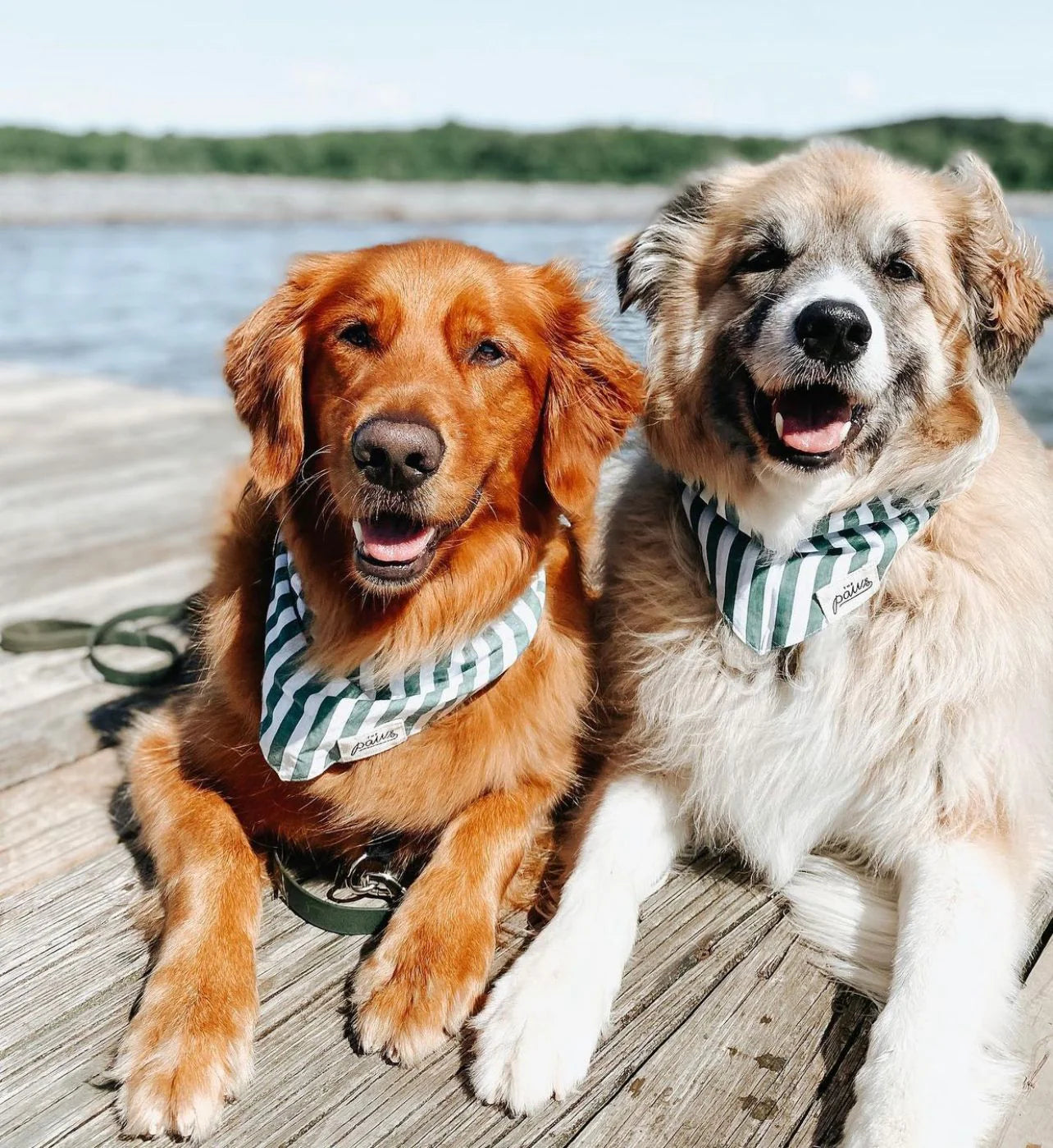 Crew Dog Bandana - the paws
