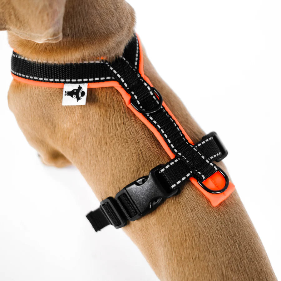SOFTSHELL HUNDEGESCHIRR für Dackel