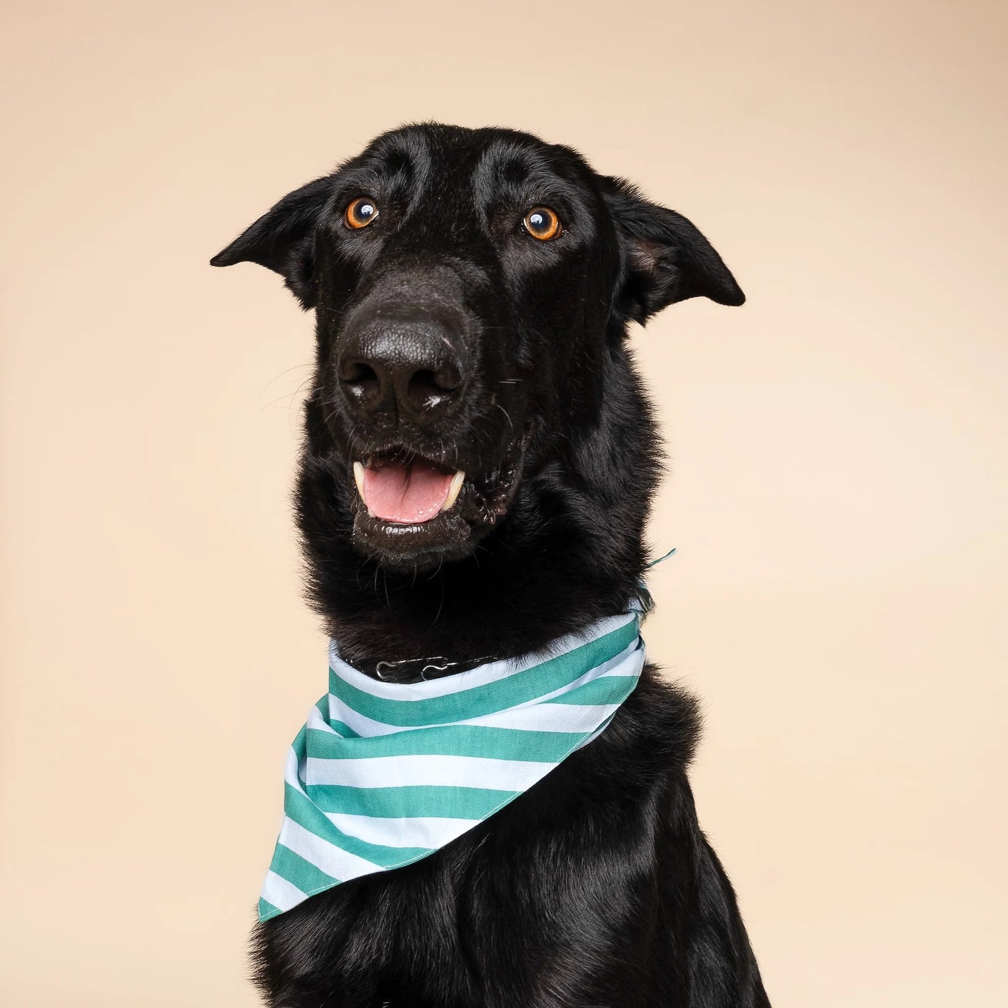 Gili Dog Bandana - the paws