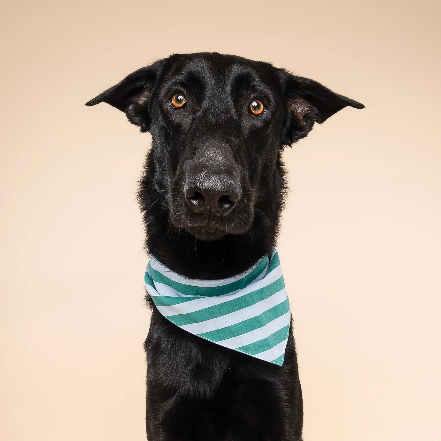 Gili Dog Bandana - the paws