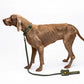 CITY LIFE - Soft Leash - Khaki