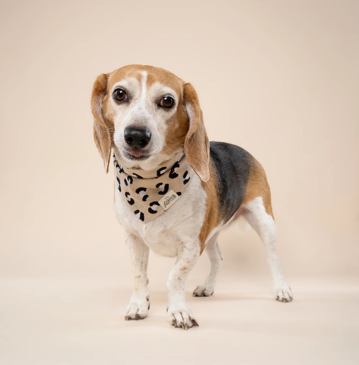 Urban Dog Bandana - the paws