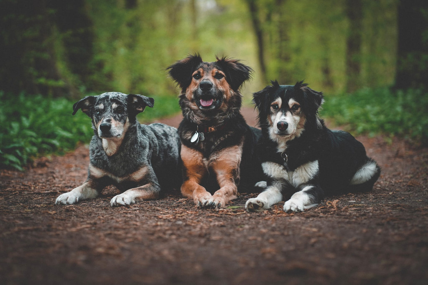 Drei liegende Hunde im Wald