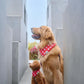 Whole Lotta Love Dog Bandana - the paws