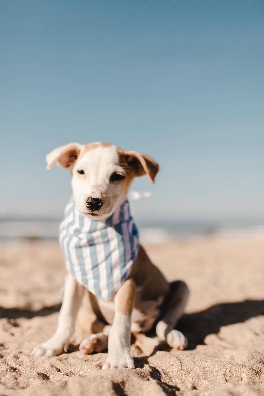 Cabana Blue Stripes  Dog Bandana