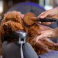 Barber Shop Hundebürste - Wollkamm für Langhaar-Hunde