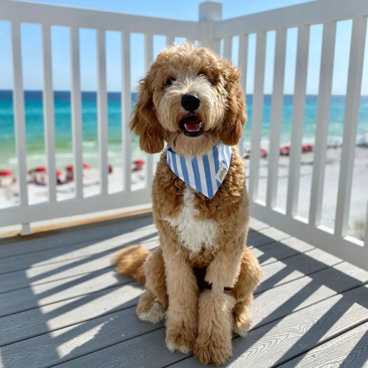 Cabana Dog Bandana - The Paws