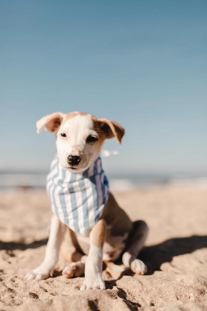 Cabana Dog Bandana - The Paws