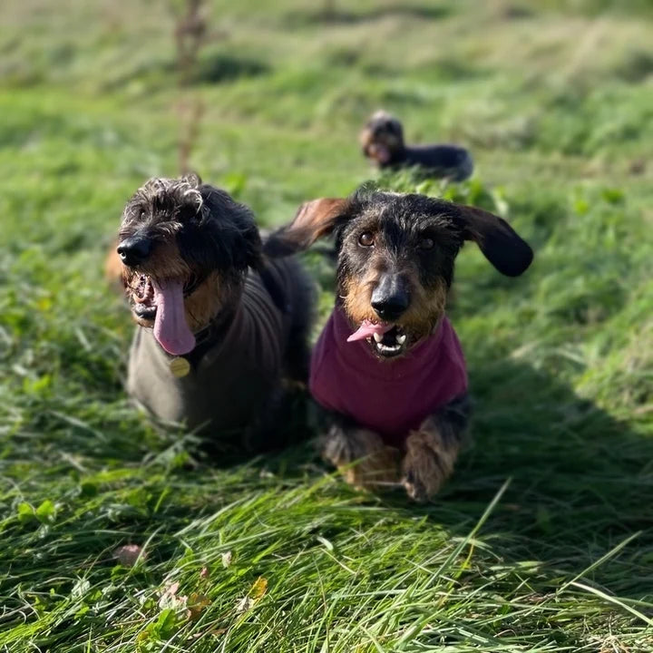 Fleece Jumper Dackel dusty rose - Doghouse