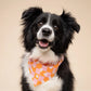 Hula Dog Bandana | Hundehalstuch mit Gänseblümchen - the paws