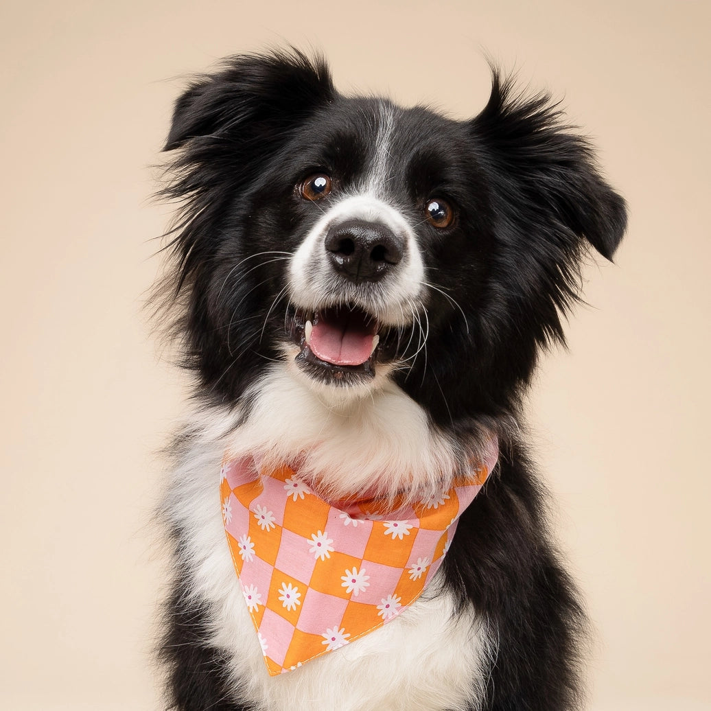 Hula Dog Bandana | Hundehalstuch mit Gänseblümchen - the paws