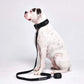 Schwarz Leine + Poop Holder - Spark Paws