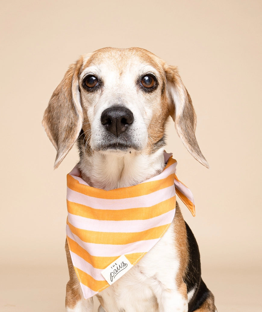 Nusa Dog Bandana - The Paws