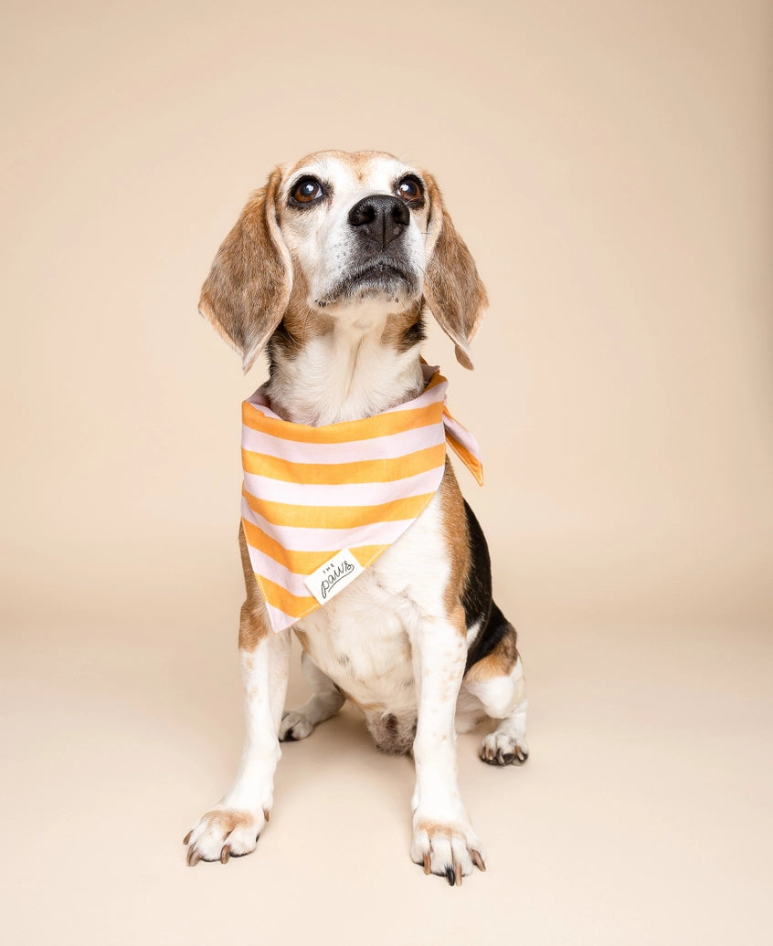 Nusa Dog Bandana - The Paws