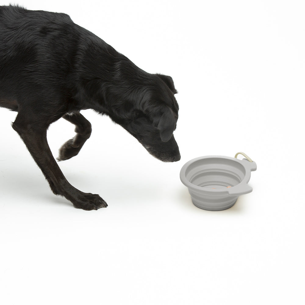 Silikon-Reisenapf Teddy - für mittelgroße Hunde - 500ml