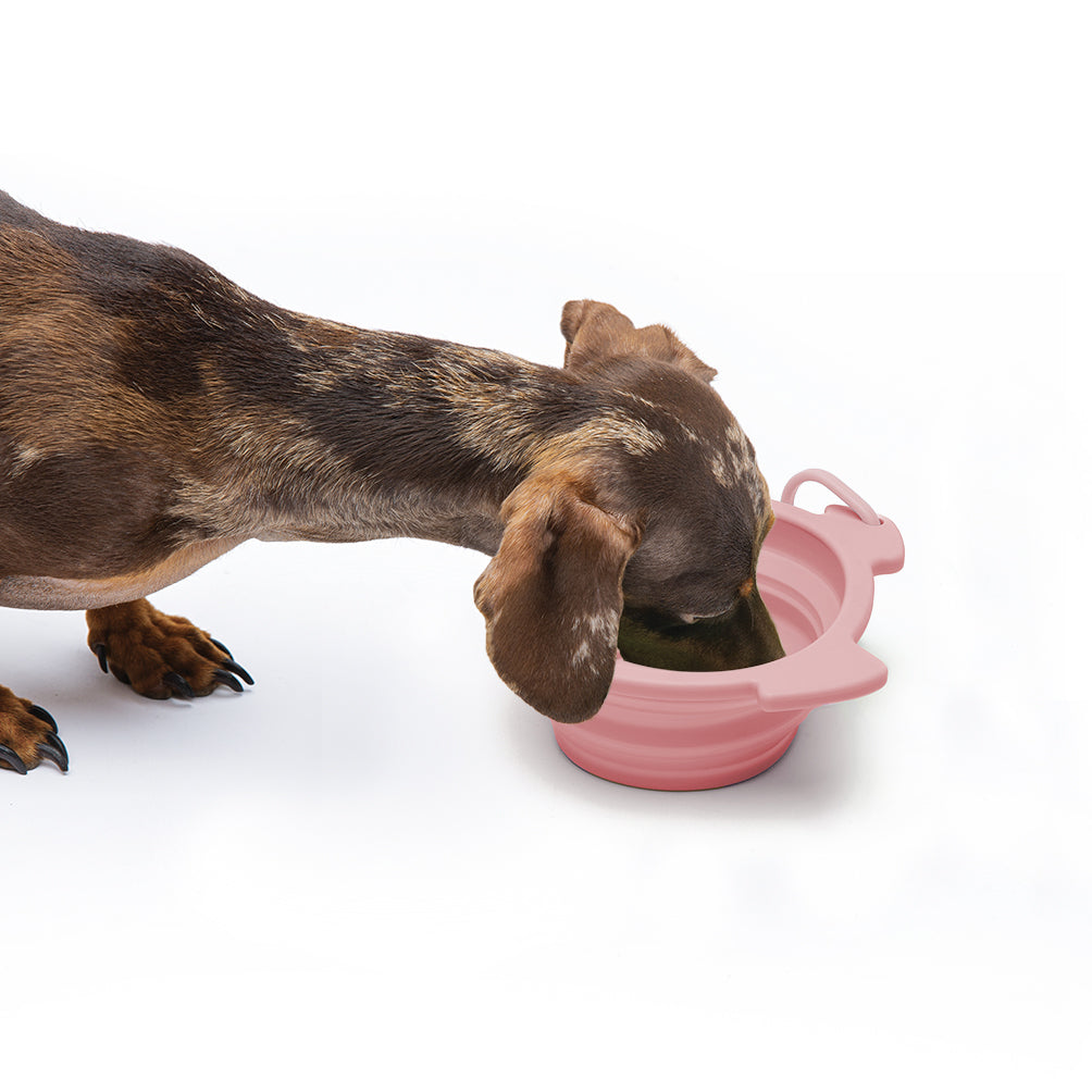 Silikon-Reisenapf Teddy - für mittelgroße Hunde - 500ml