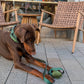 Comfort & Control Halsband grün – Sparkpaws