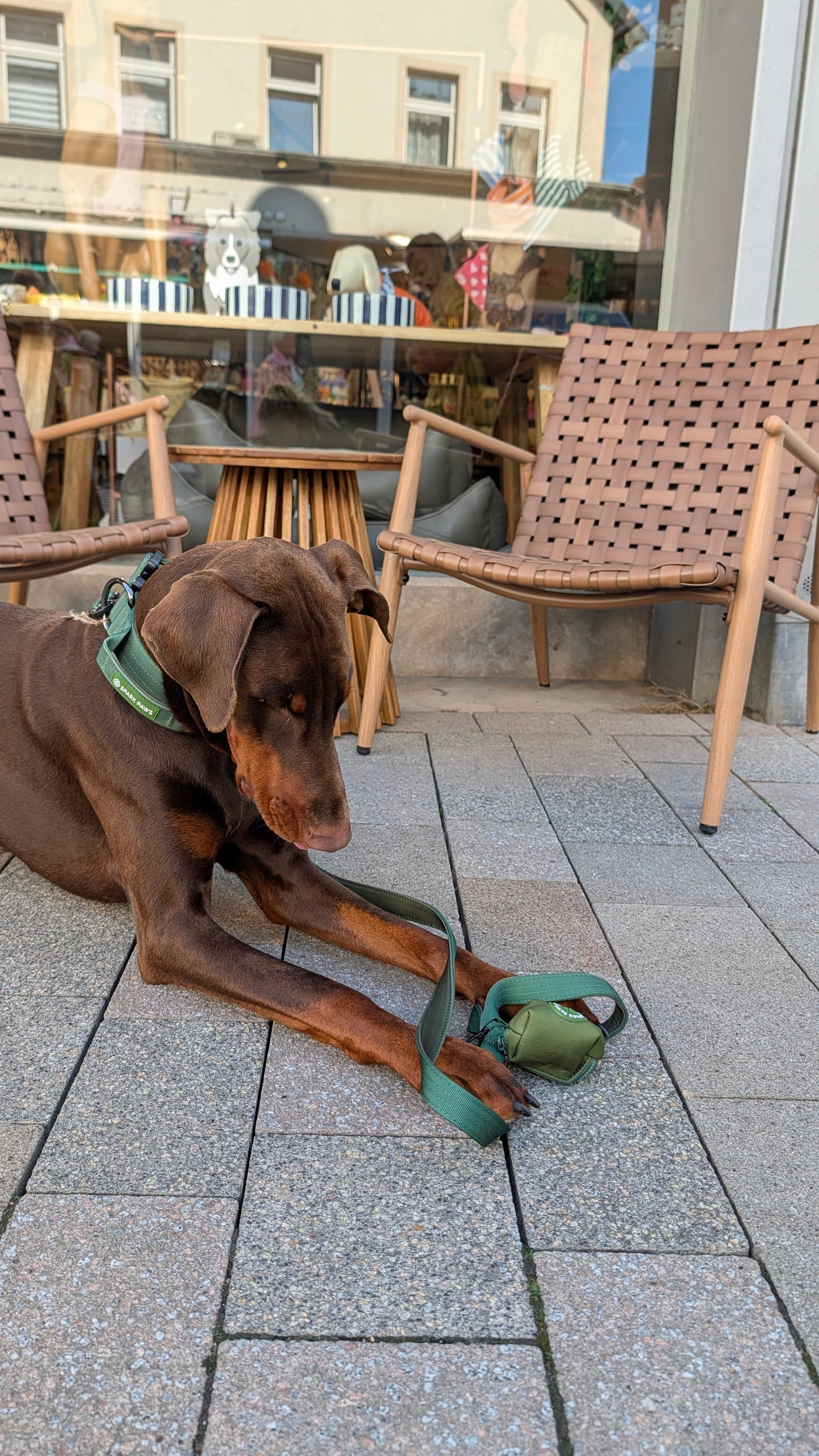 Comfort & Control Halsband grün – Sparkpaws