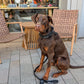Comfort & Control Halsband schwarz – Sparkpaws