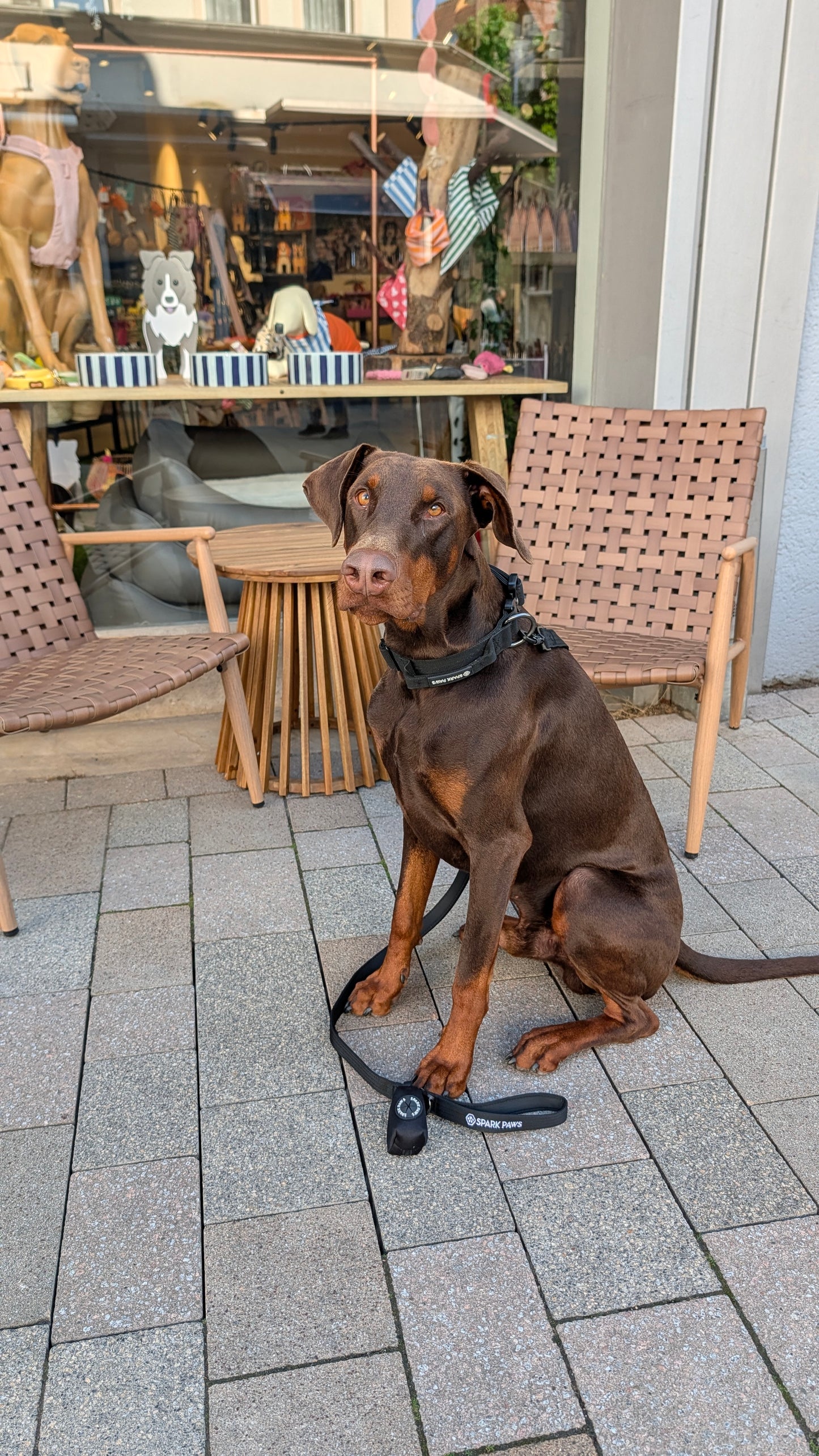 Comfort & Control Halsband schwarz – Sparkpaws