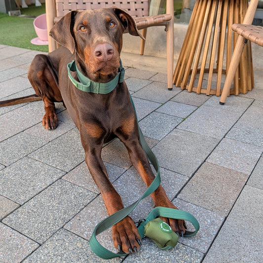 Comfort & Control Halsband grün – Sparkpaws