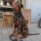 Comfort & Control Halsband schwarz – Sparkpaws