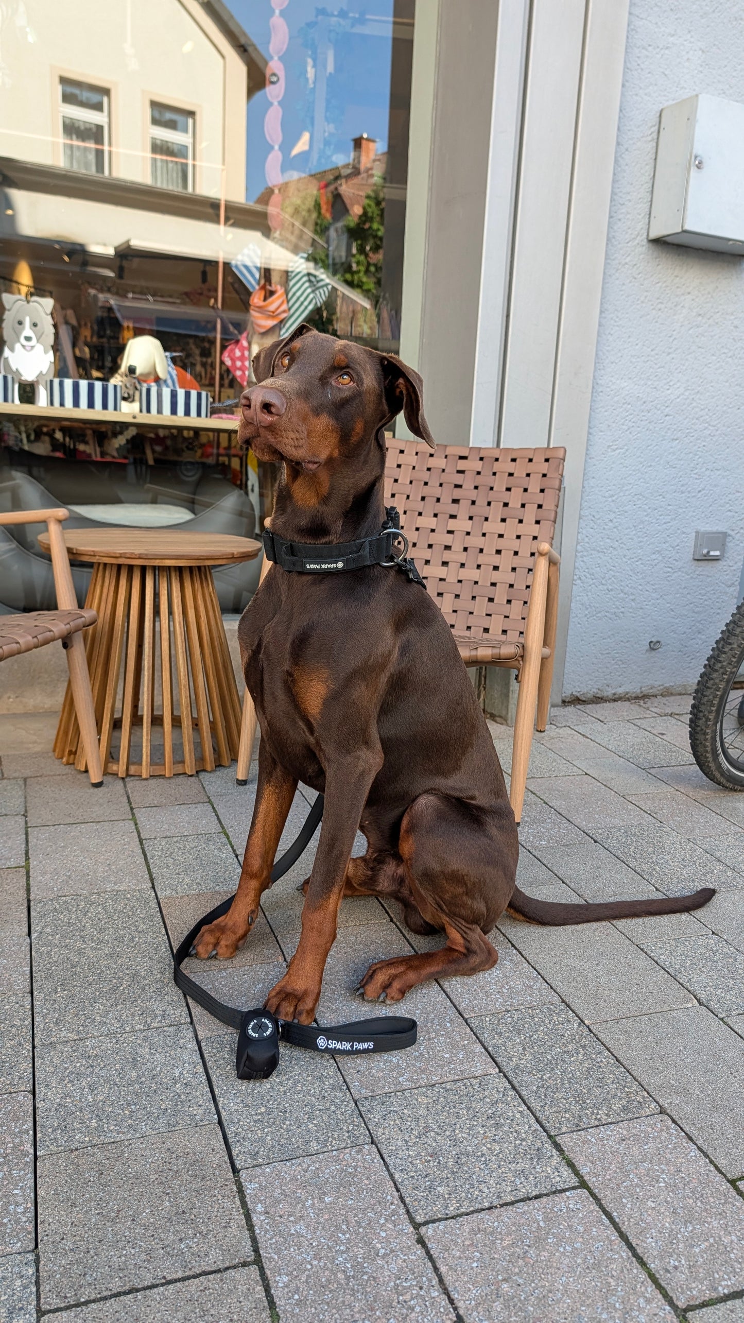 Comfort & Control Halsband schwarz – Sparkpaws
