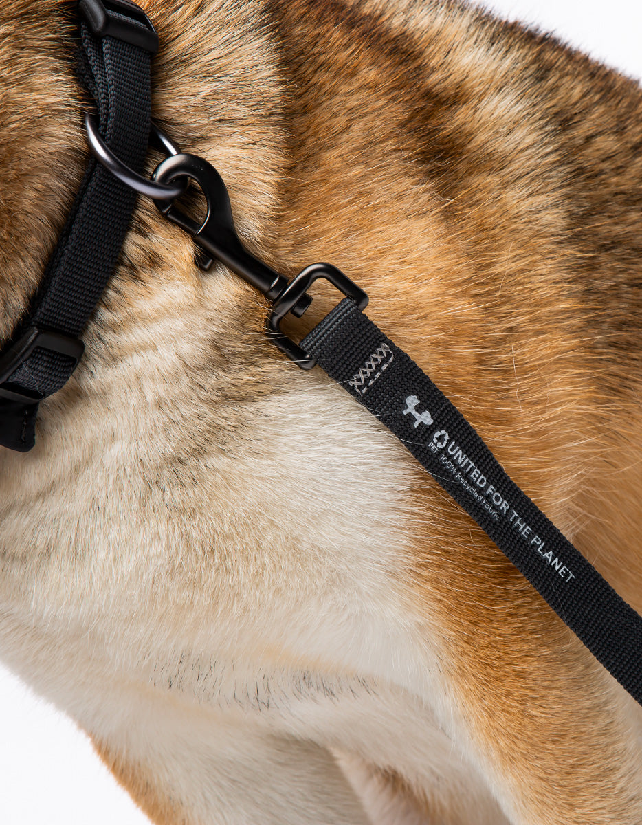 CITY LIFE - Soft Leash - Anthrazit